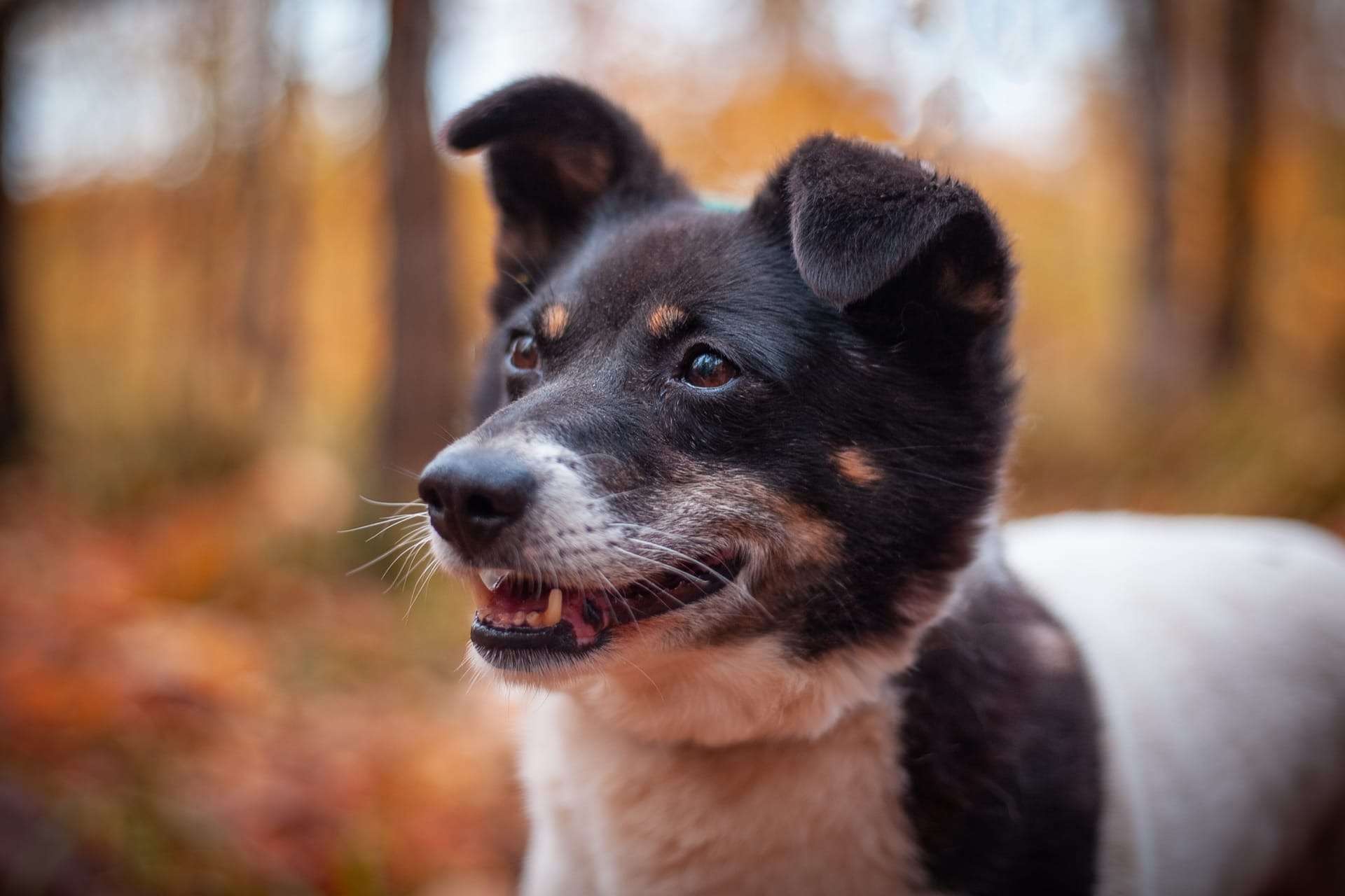 Йоко
