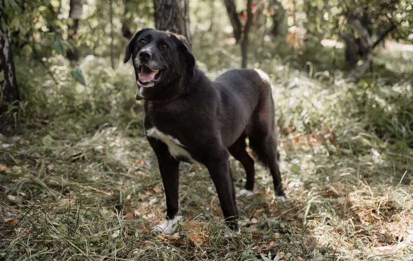 Билла
