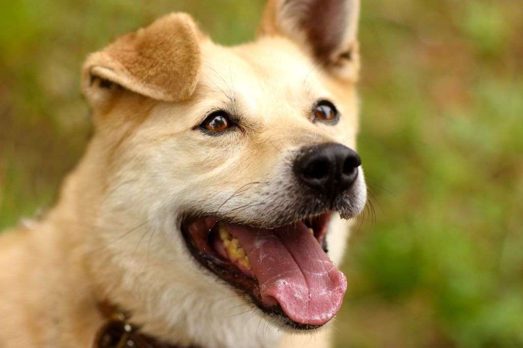 Бим