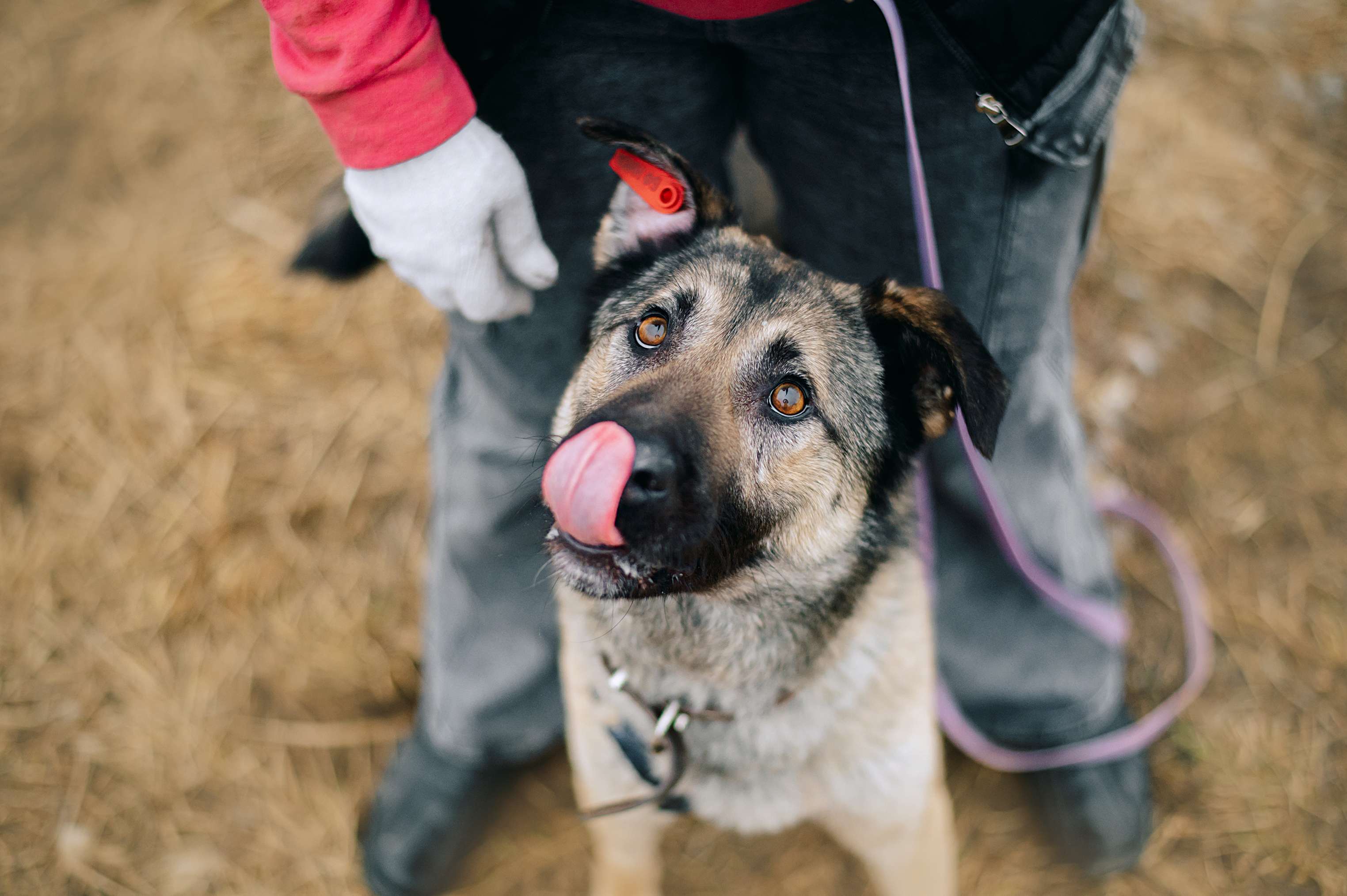 Лукас