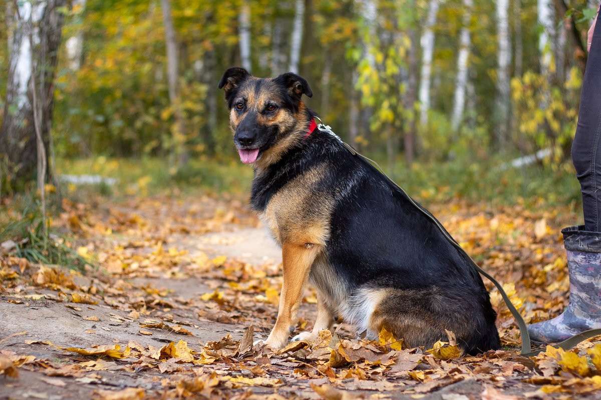 Бейлис