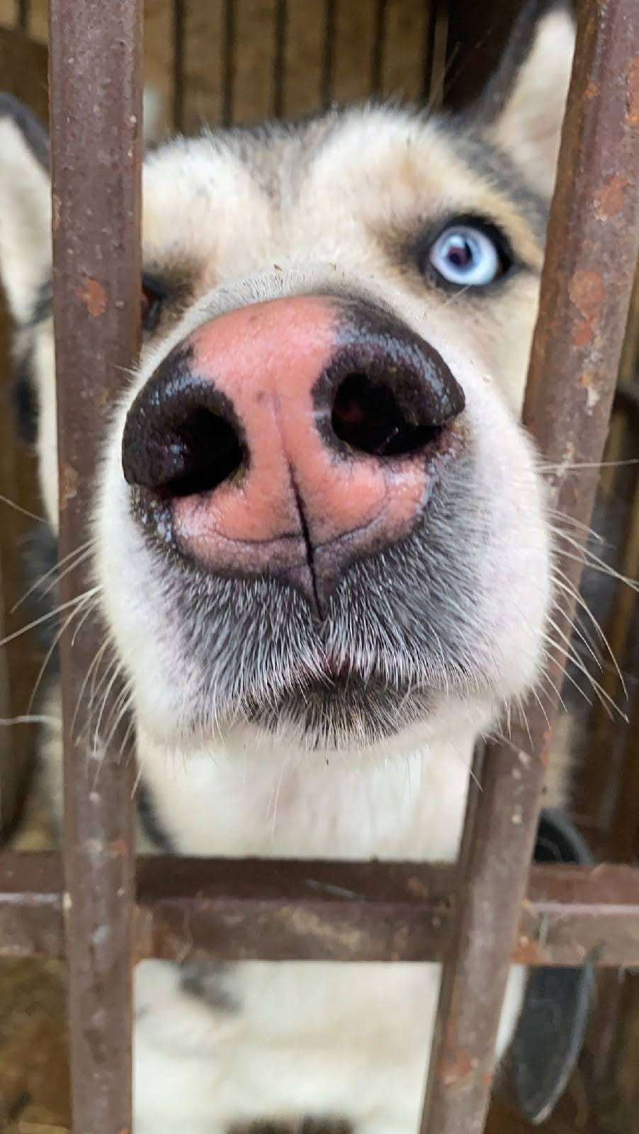 Ярик
