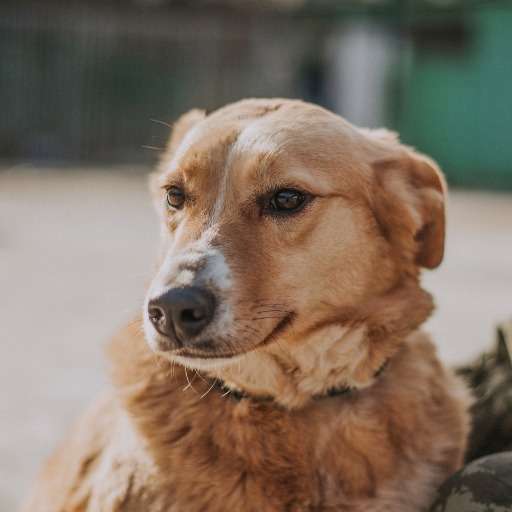 Айна