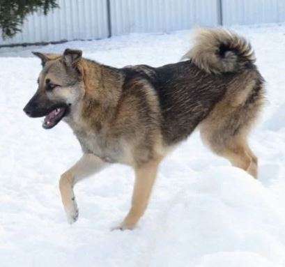 Альф