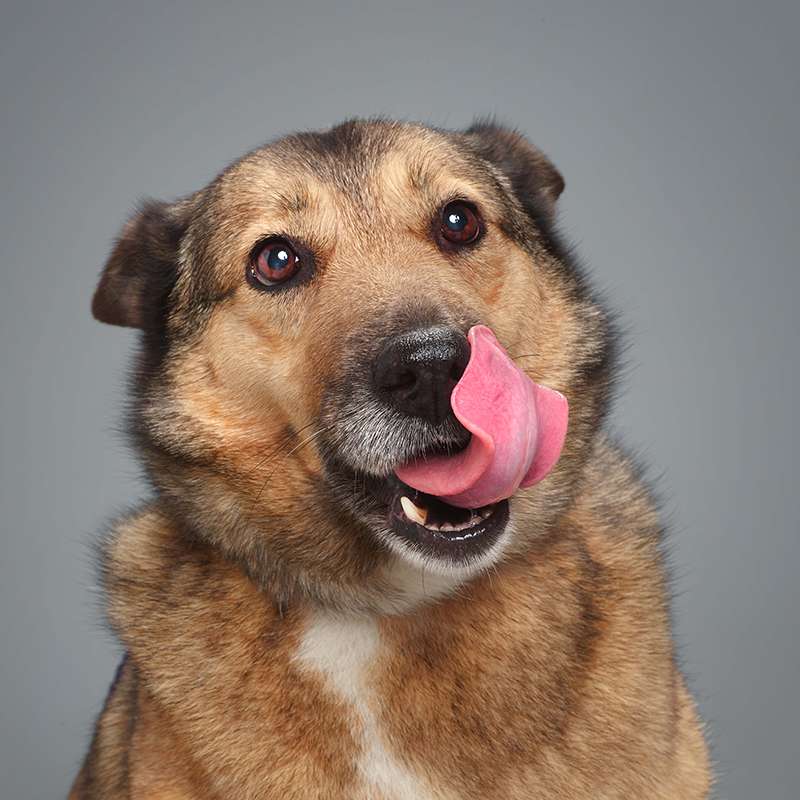 Лана