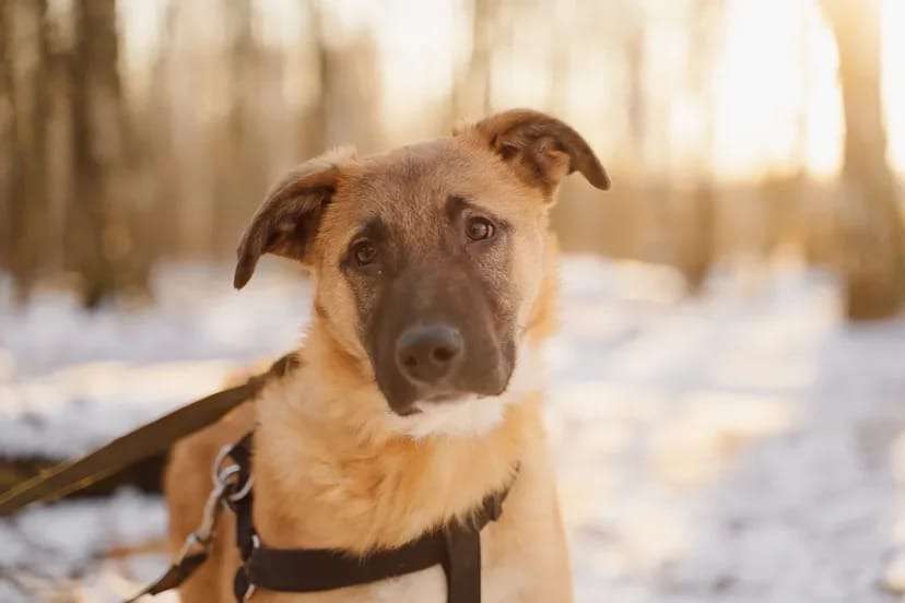 Тилль