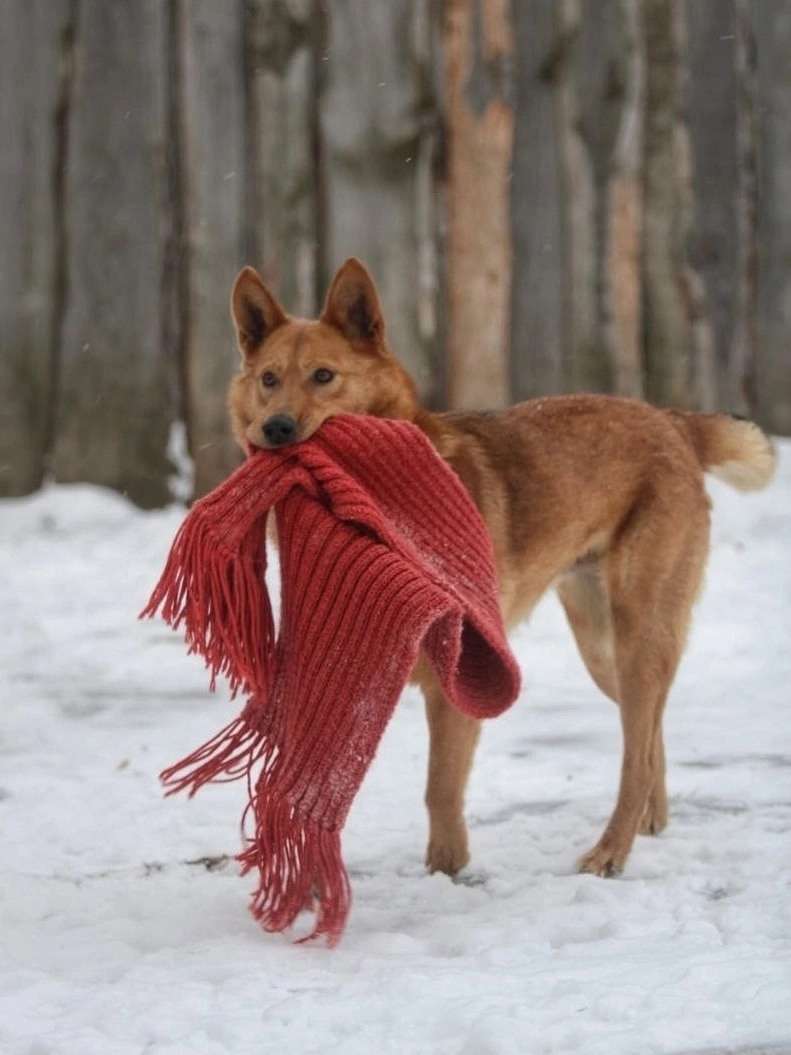 Арни Ждет Вас в приюте!