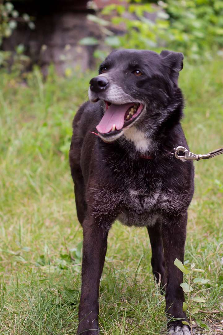 Лина
