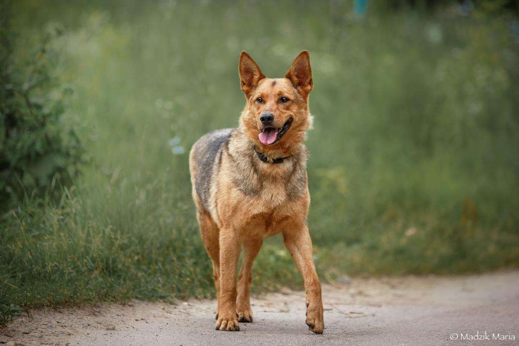 Рекс