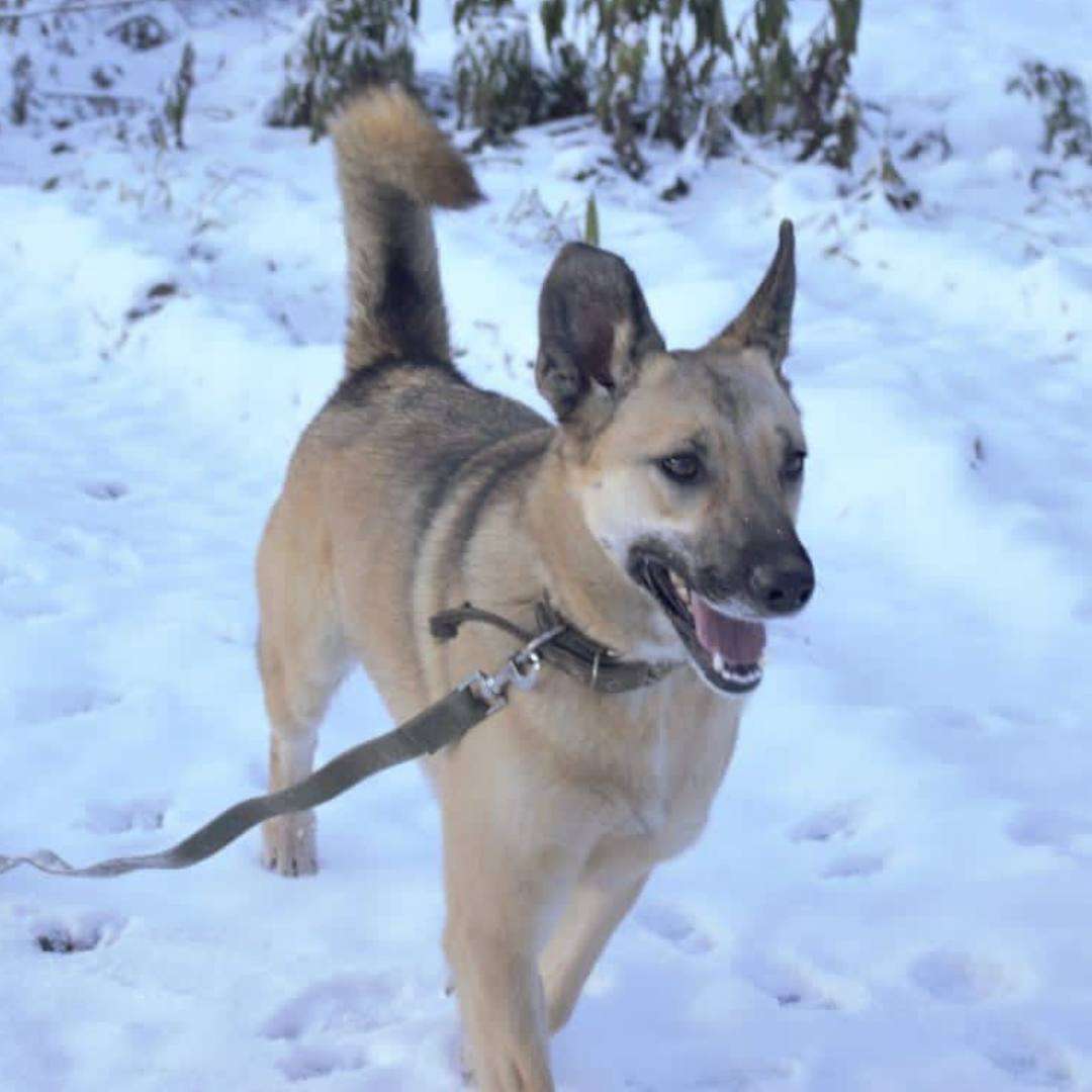 Лиза
