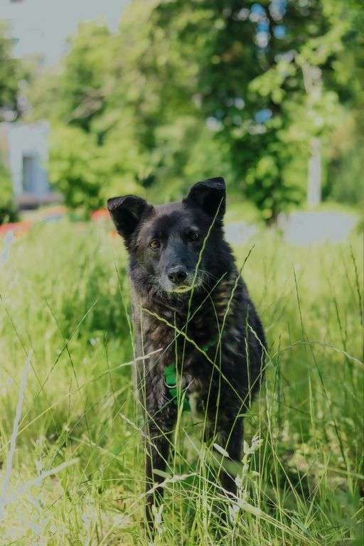 Мик