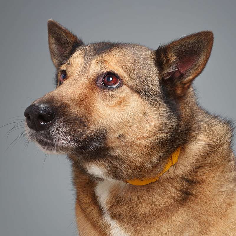 Лана