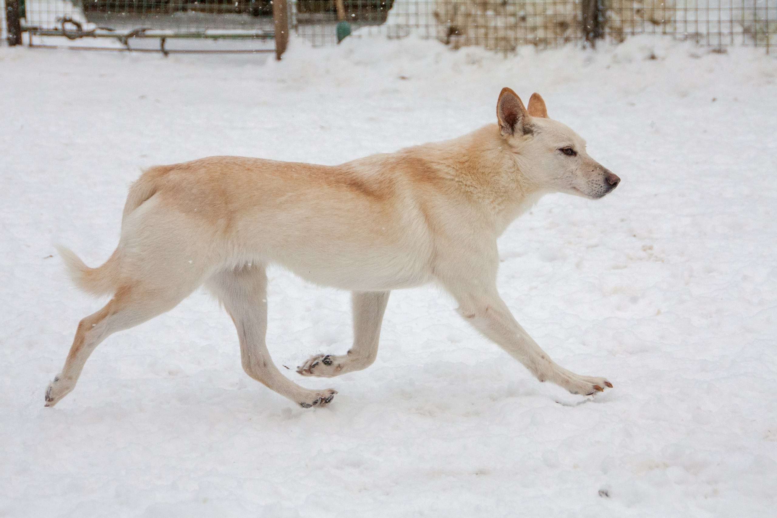 Белка
