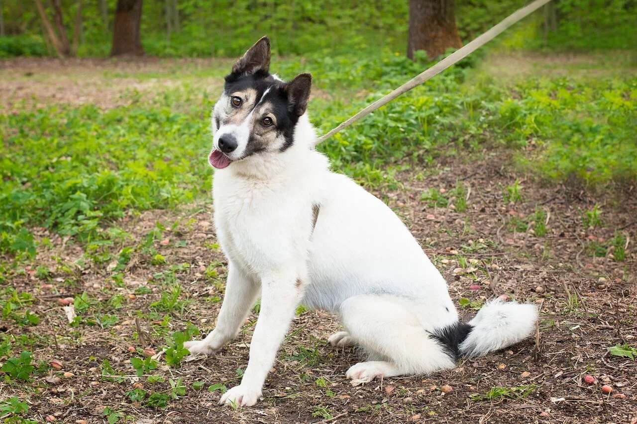 Аша