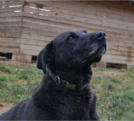 Элис