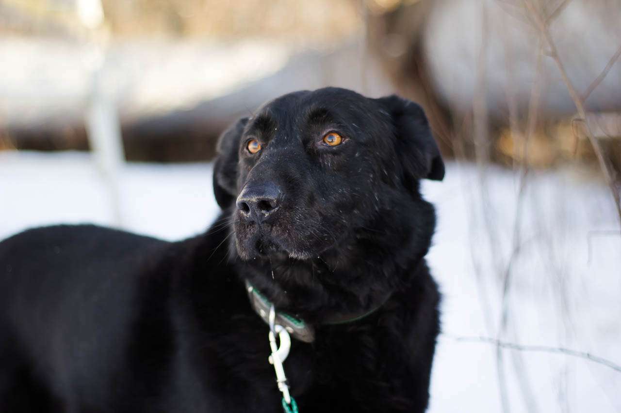 Челленджер
