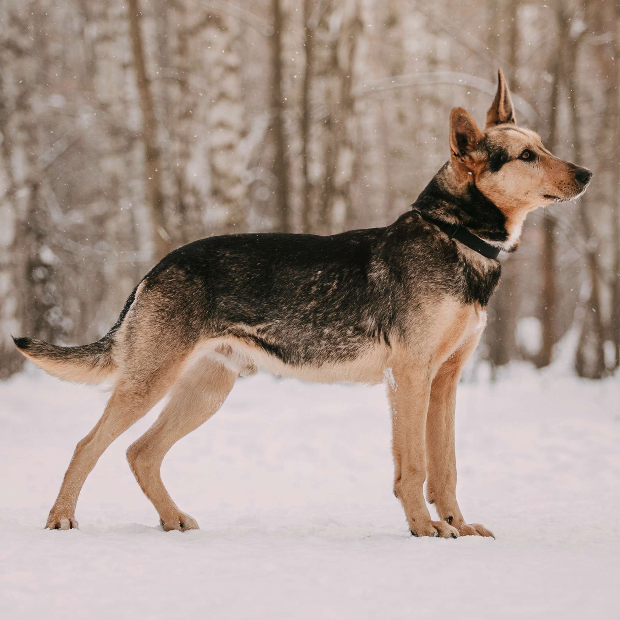 Райдер