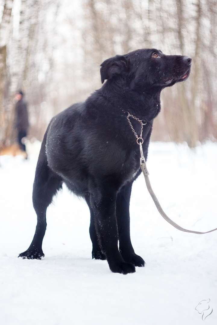 Челленджер