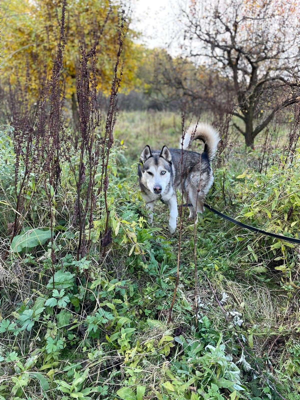 Ярик