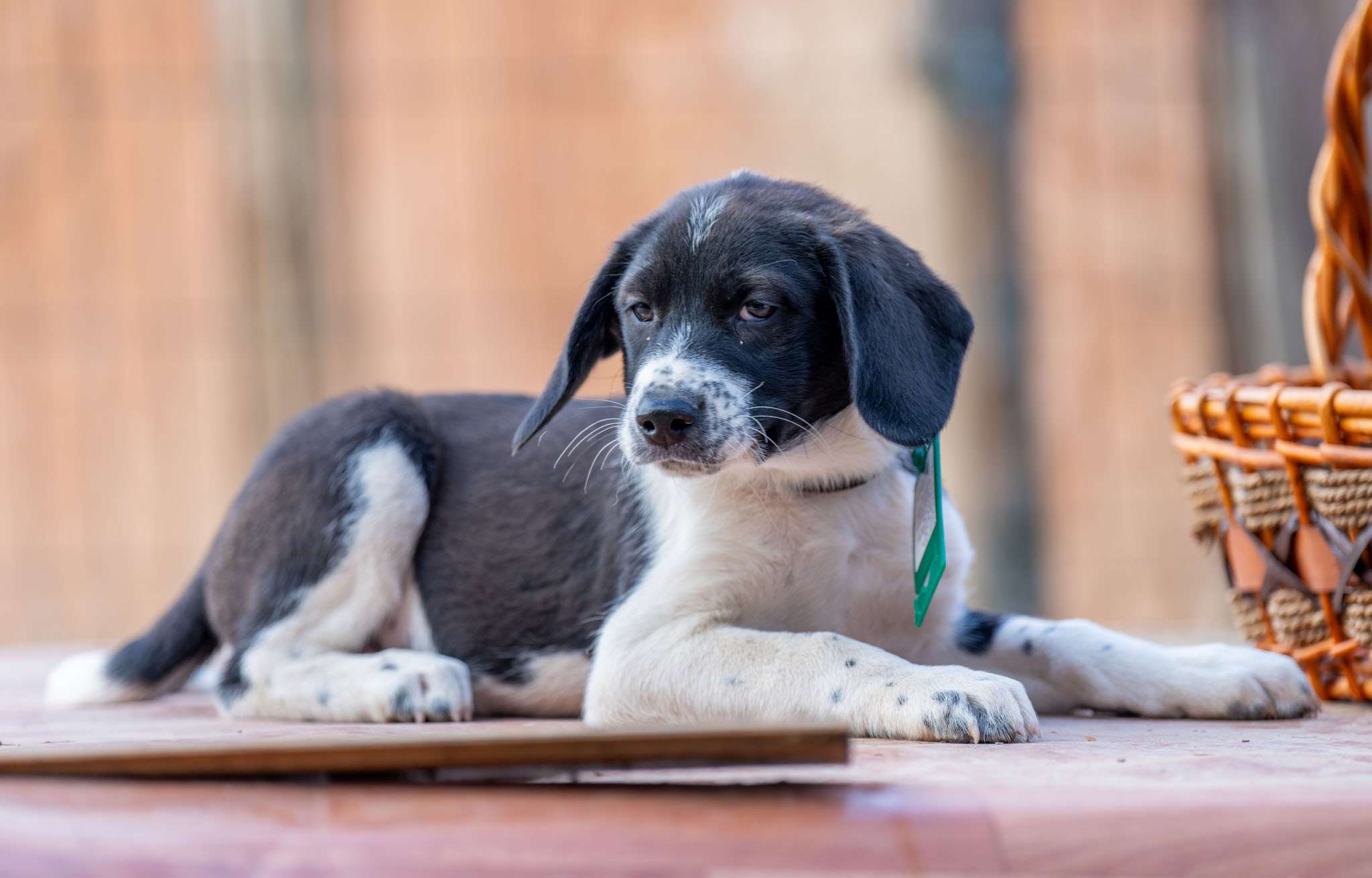 Каспер