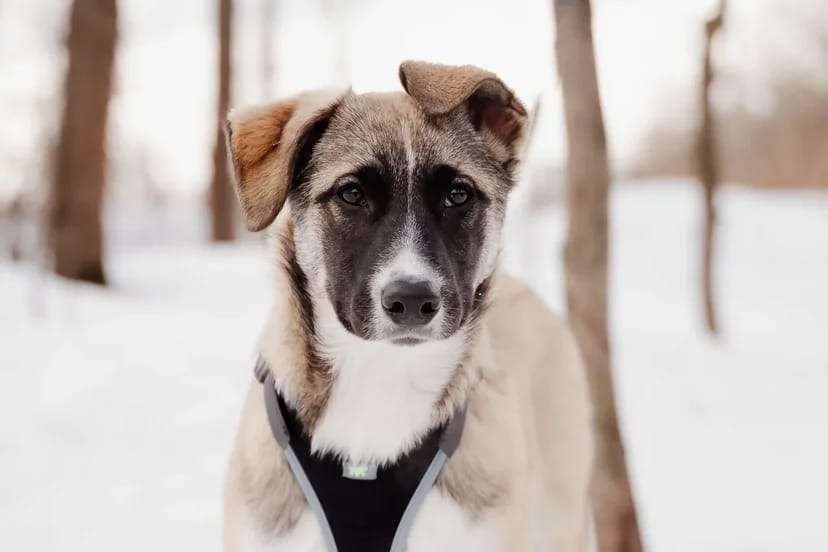 Эйприл