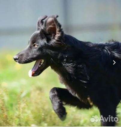Стив