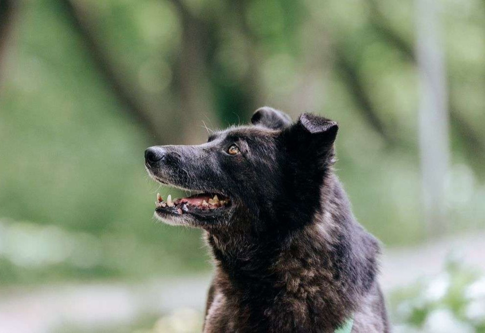 Мик