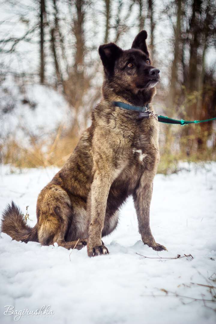 Тигра