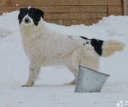 Ноли