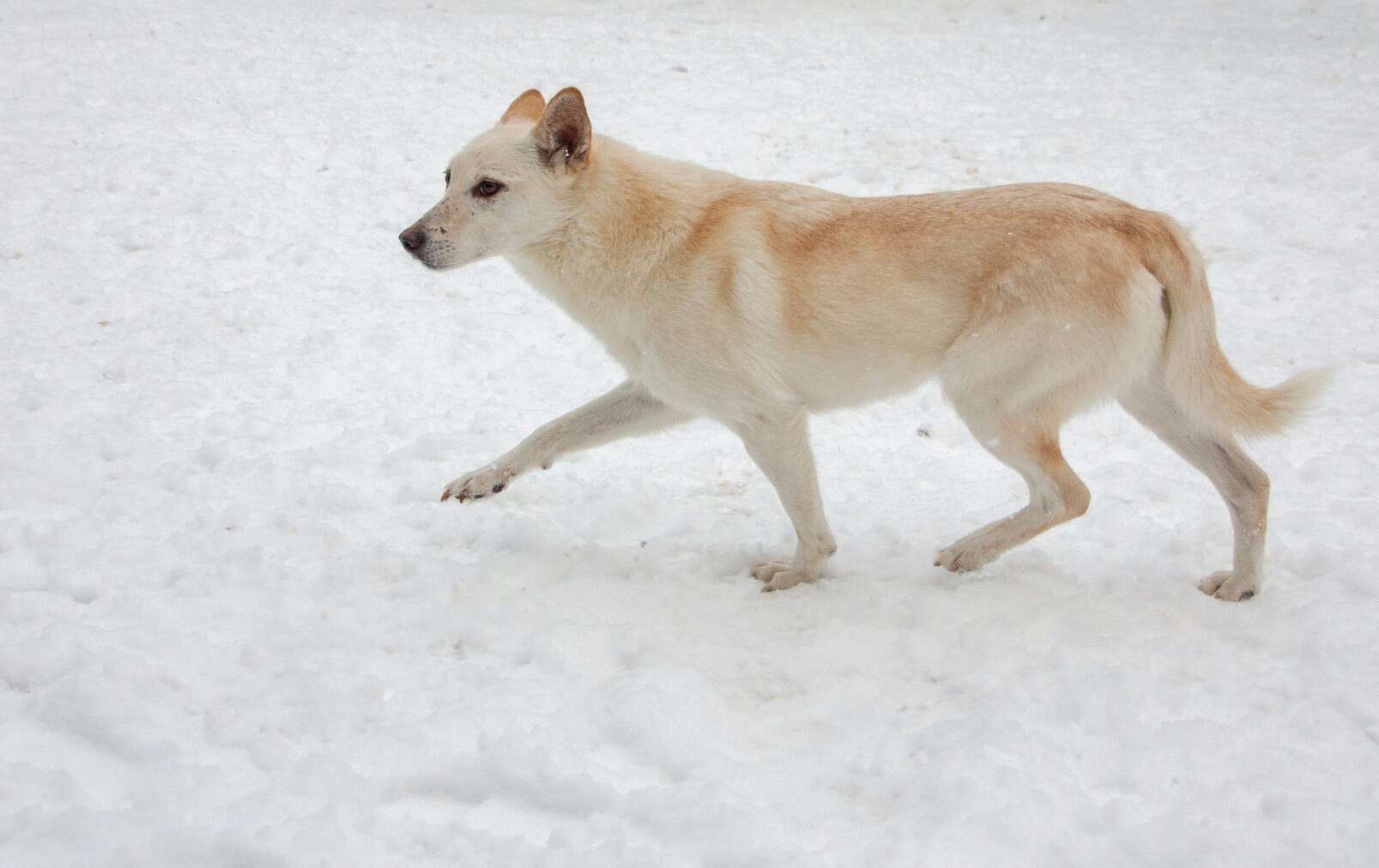 Белка