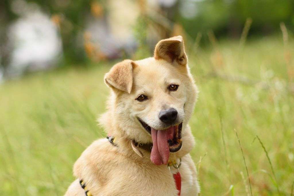 Бим