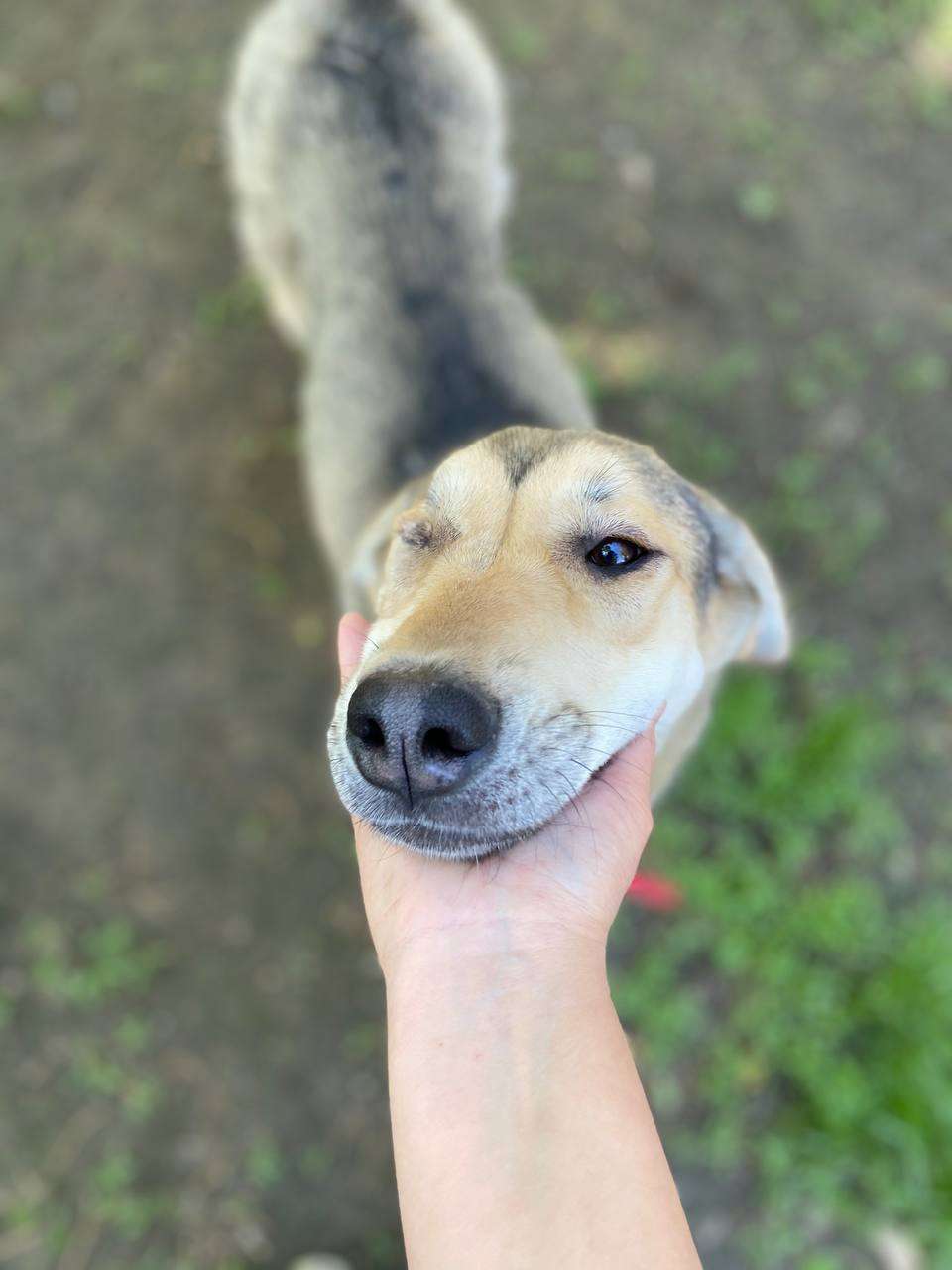 Лола
