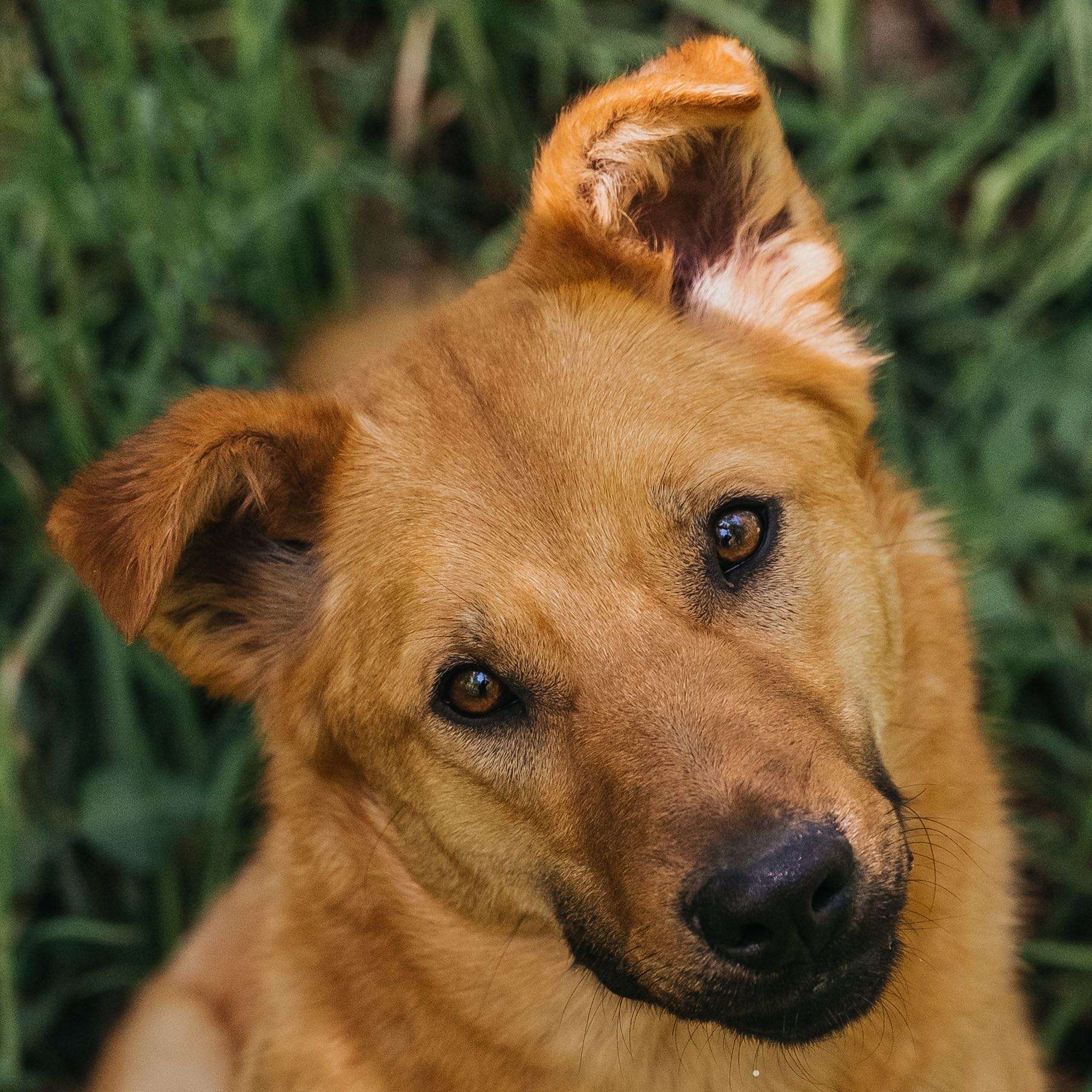 Харли
