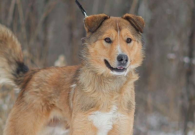 Агат