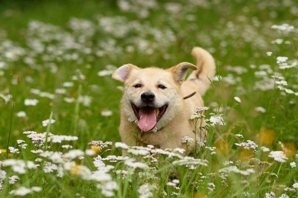 Бим