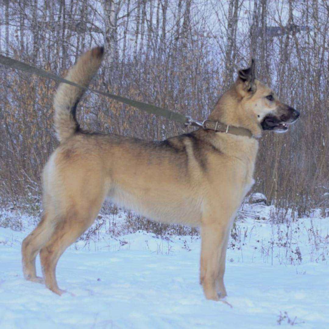 Лиза
