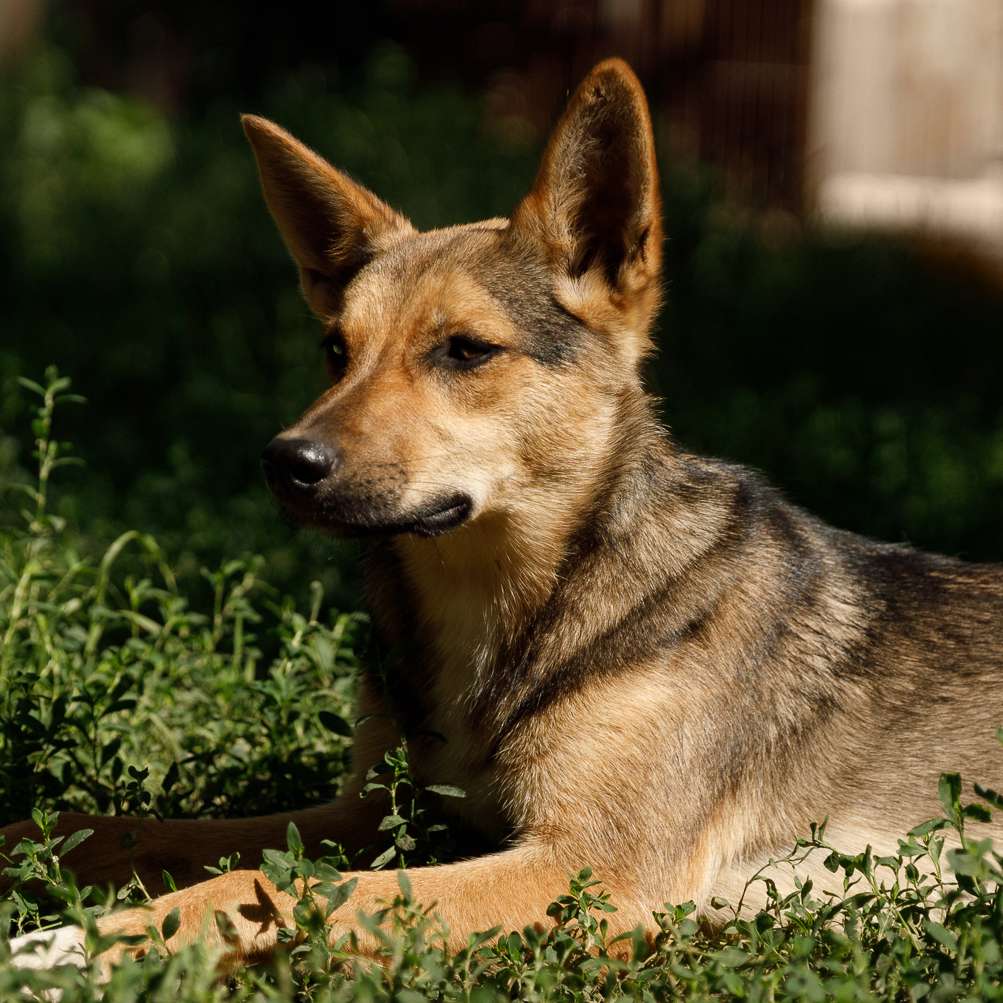 Лана