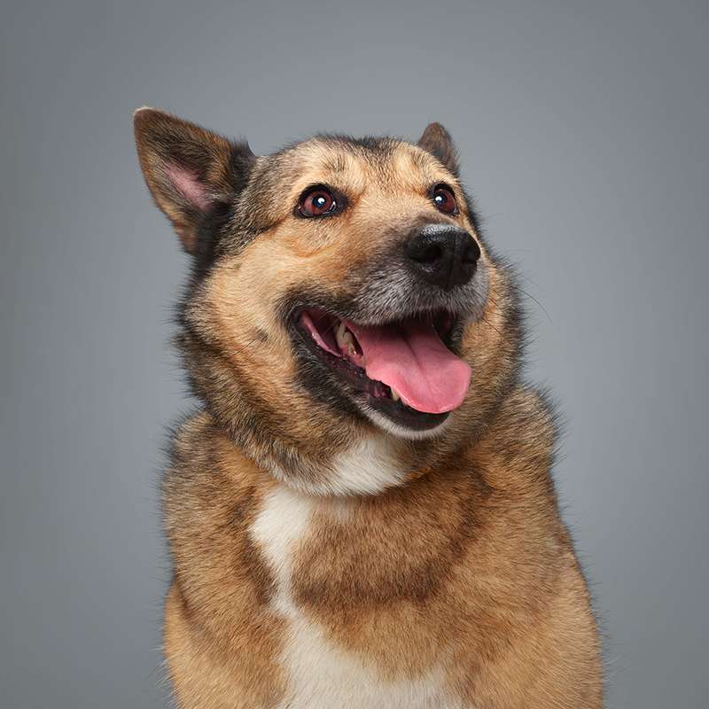 Лана