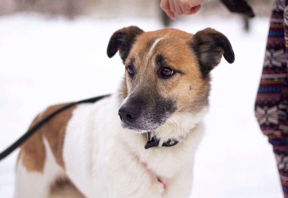 Кокос