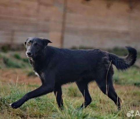 Люк