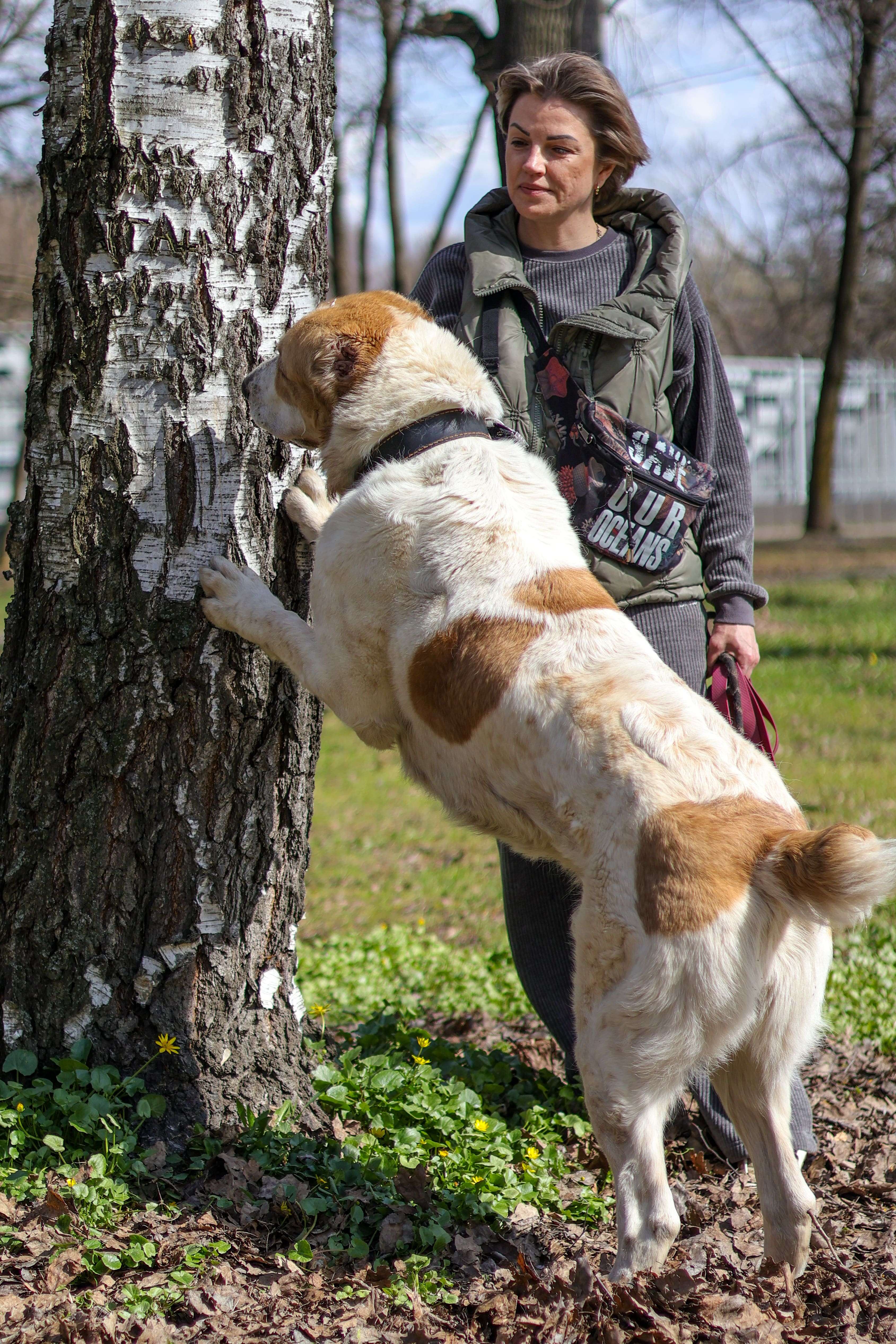 НУЖЕН ДОМ АЛАБАЮ ДЖЕКИ