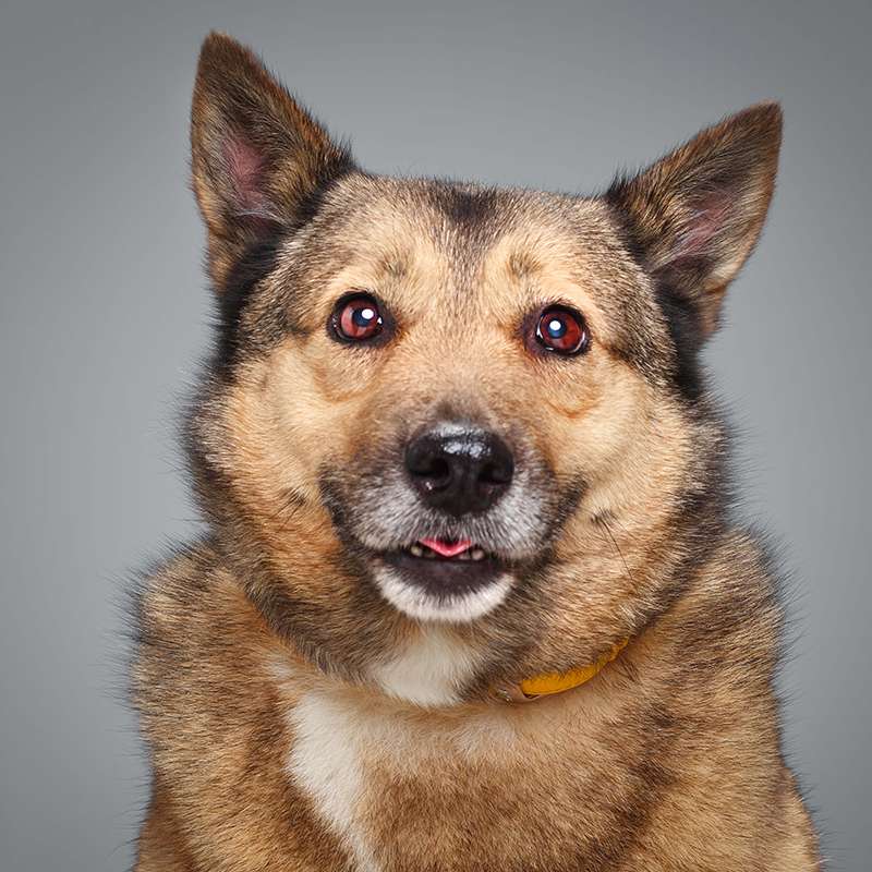 Лана
