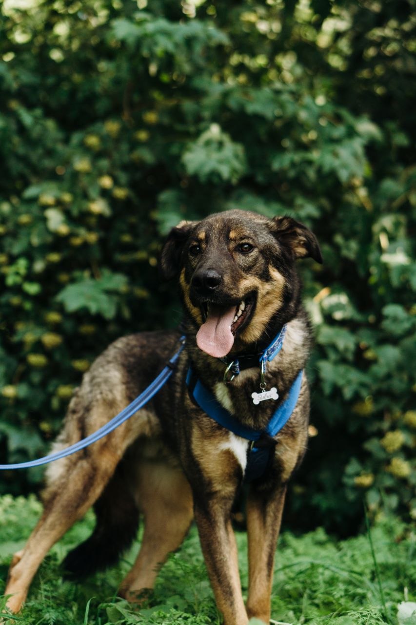 Элвис — это история большого доверия