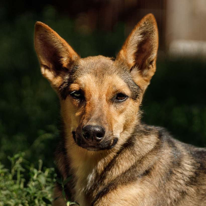 Лана