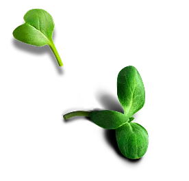 Фото блюда из коллекции