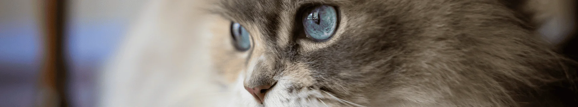 Наполеон (менуэт)