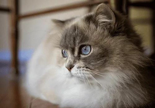 Наполеон (менуэт)