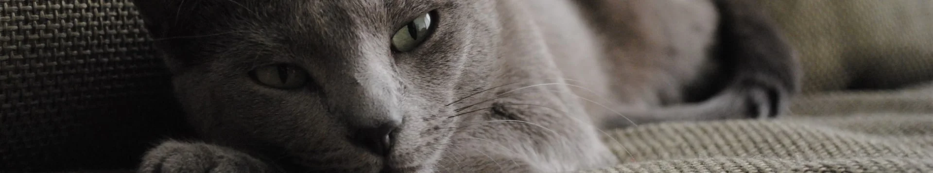 Как подготовить кошку к переезду?