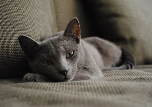 Как подготовить кошку к переезду?