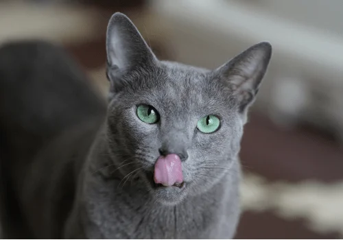 Почему кошка облизывается?